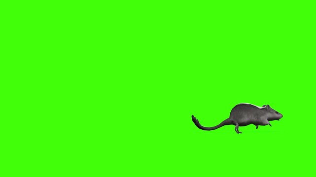 4k long tail Rat Rodents run Enter on the left side and exit on the right side, animation isolated on Green Screen Animal, 3D Realistic mice, mouse fast running rendering on the chroma key