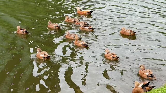 Mother and father Ruddy shelduck with her small ducklings on lake in the summer. It is a waterfowl of the duck family, similar to the common one. The bird has orange-brown plumage and a lighter head