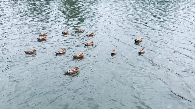 Small Ruddy shelduck ducklings on lake in the summer. It is a waterfowl of the duck family, similar to the common one. Ducklings learn to swim and dive to get food from the bottom of the pond
