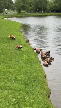 Mother and father Rudd with their little ducklings on the lake in summer. Ducklings walk on the grass and feed on forage. The family spends their holidays near lake in the summer. Orange wild ducks
