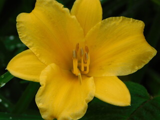 Fototapeta premium yellow flower