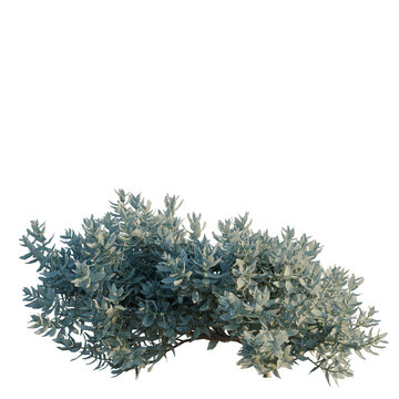 Cistus albidus tree, elevation, front view, cutout, transparent background, isolate, Detailed close-up of a beautiful oleaster tree branch with leaves, nature background.