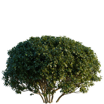 Euonymus europaeus tree, elevation, front view, cutout, transparent background, isolate, Detailed Green Tree Branch with Leaves, Isolated on Background, Perfect for Natural Design Elements