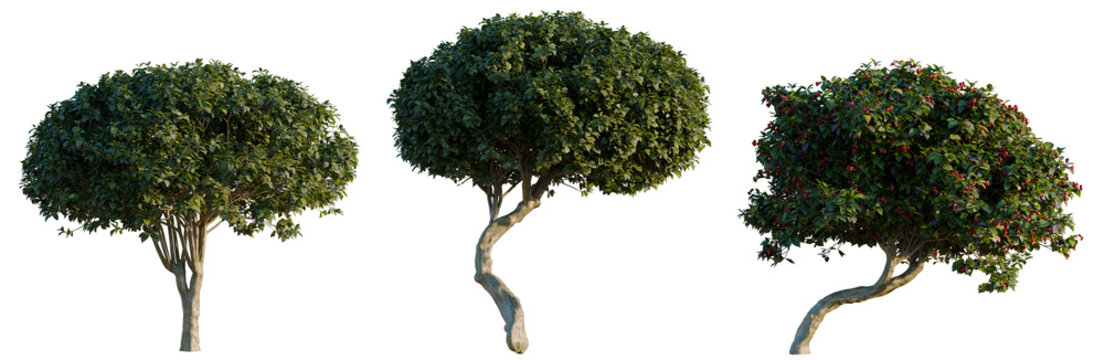Euonymus europaeus tree, elevation, front view, cutout, transparent background, isolate, Twisted Tree Trunk Texture Close-up on Natural Wood Grain, Detailed Bark Pattern