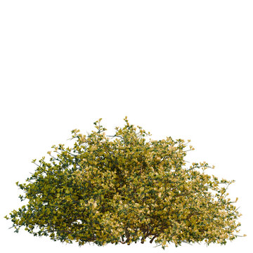 Genista scorpius tree, elevation, front view, cutout, transparent background, isolate, Detailed Branch with Delicate Blossoms, Floral Element for Design, Springtime Beauty