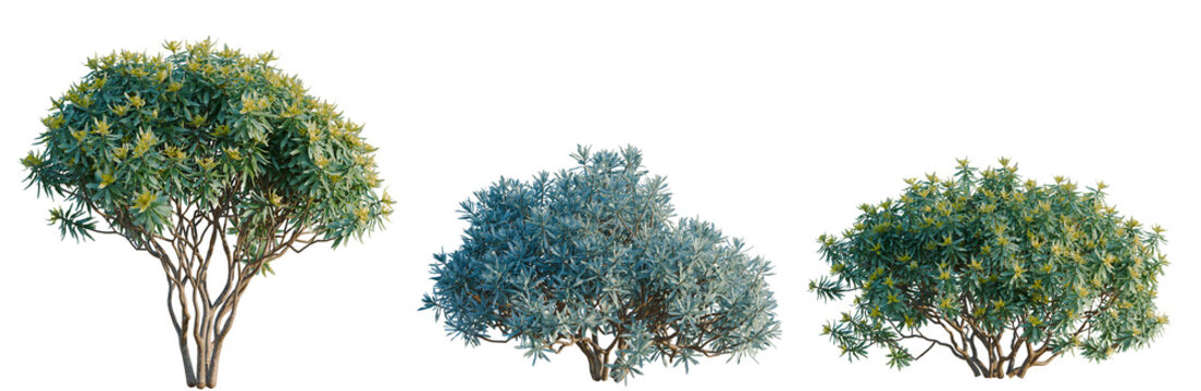 Euphorbia dentroides tree, elevation, front view, cutout, transparent background, isolate, Elegant Oleaster Tree Branch with Detailed Leaves, Perfect for Natural Design Elements