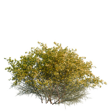 Genista scorpius tree, elevation, front view, cutout, transparent background, isolate, Detailed close-up of a vibrant desert shrub with intricate foliage and sunlit branches.