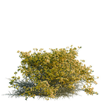 Genista scorpius tree, elevation, front view, cutout, transparent background, isolate, Delicate Fern Branch with Intricate Details, Perfect for Botanical Design and Natural Themes