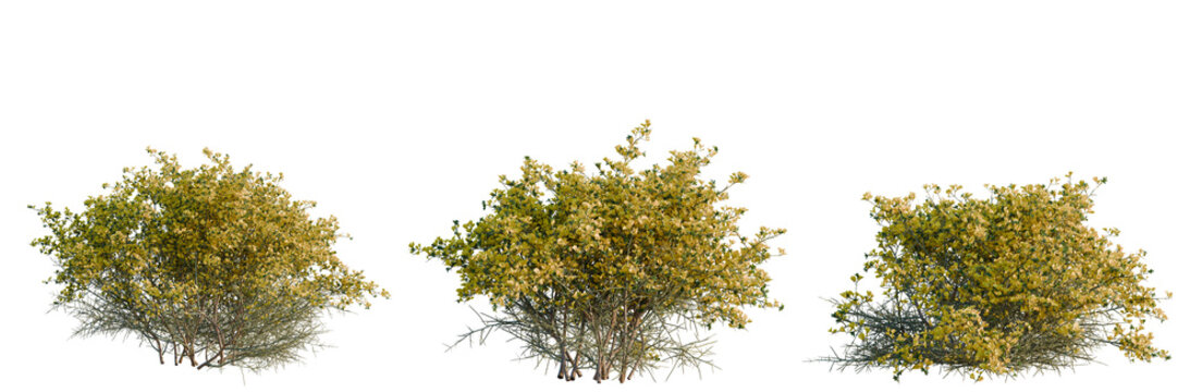 Genista scorpius tree, elevation, front view, cutout, transparent background, isolate, Detailed Close-up of a Thistle Plant with Sharp Spines and Delicate Blooms - Nature Photography