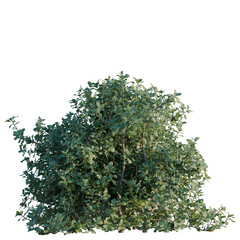 Obraz premium Quercus coccifera tree, elevation, front view, cutout, transparent background, isolate, Detailed green leaves close-up, high resolution image, nature background, elegant design
