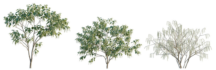 Obraz premium Stachyurus praecox tree, elevation, front view, cutout, transparent background, isolate, Weeping Willow Tree Branch with Delicate Leaves - Nature's Beauty in Detailed PNG Format
