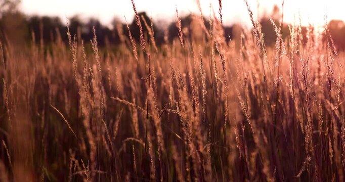 Wheat field glowing in sunset 4k
