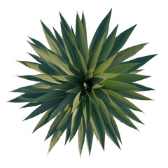 Obraz premium Agave sisalana tree plan, top view, cutout, transparent background, isolate, Close-up of lush green agave plant, detailed texture, natural botanical beauty, vibrant colors