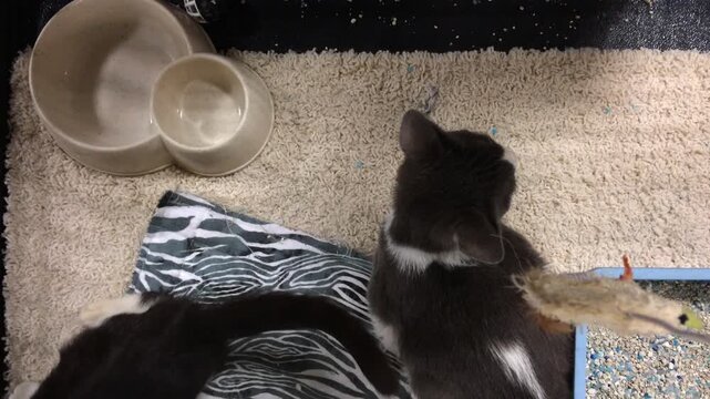 Looking down at kittens in cage
