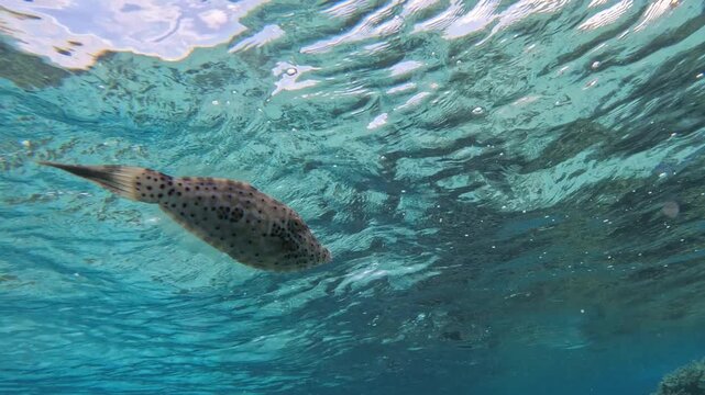 Scrawled filefish pair - Aluterus scriptus - swim over Moorea coral reef in French Polynesia, showing natural camouflage and mimicry.