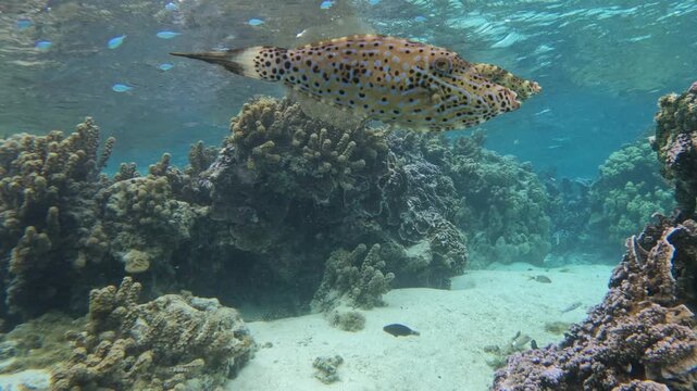 Scrawled filefish pair - Aluterus scriptus - swim over Moorea coral reef in French Polynesia, showing natural camouflage and mimicry.