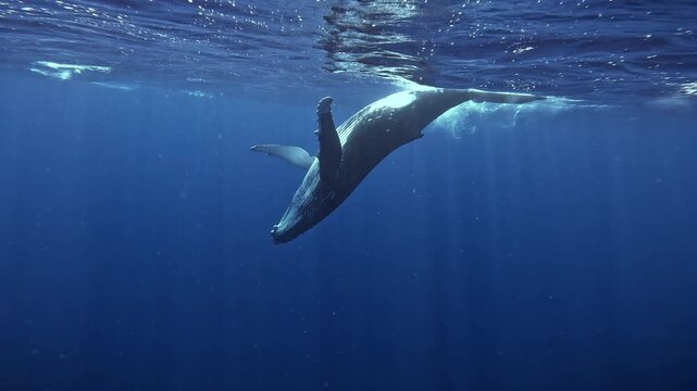 Young humpback whale calf - Megaptera novaeangliae - twirls playfully in sun rays filtering beneath the ocean surface.