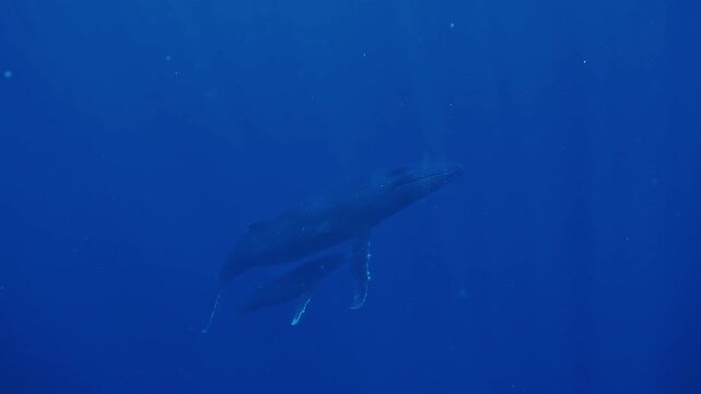 Young humpback whale - Megaptera novaeangliae - swims upside down beneath surface and twirls playfully while rutting male songs echo in background.