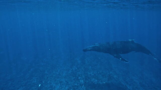 Young humpback whale calf - Megaptera novaeangliae - swims slowly above the seafloor with sun rays piercing blue water and air bubbles appearing beside it.