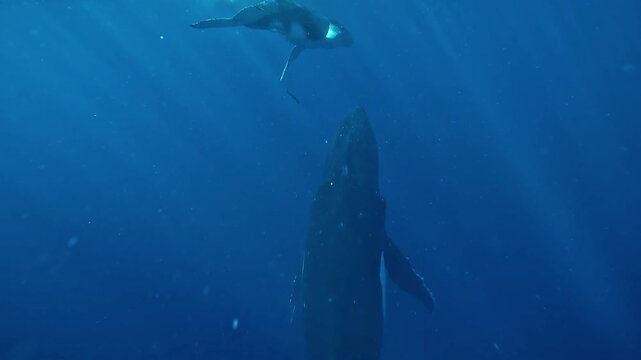 Mother humpback whale - Megaptera novaeangliae - rises gently to join her calf at the surface in clear tropical blue water.