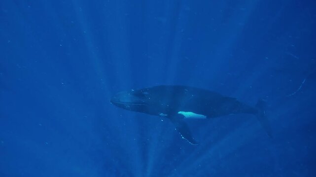 Humpback whale - Megaptera novaeangliae - glides slowly through sun rays filtering into deep blue water, creating a peaceful underwater scene.