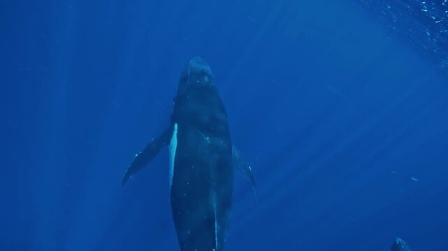 Top view of a humpback whale - Megaptera novaeangliae - rising to the surface beside another breathing whale in calm blue water.