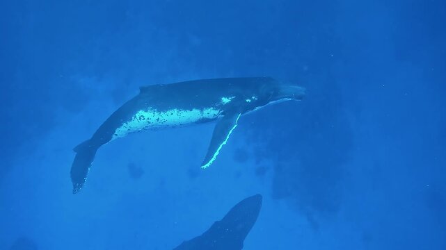 Two young humpback whale calves - Megaptera novaeangliae - swim above the seabed while a distant male whale song echoes underwater.