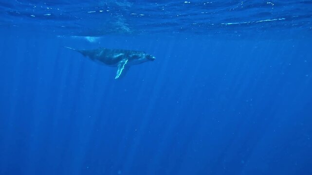 Humpback whale calf - Megaptera novaeangliae - makes rough surface calls, likely communicating with its mother, while rutting males vocalize in background.