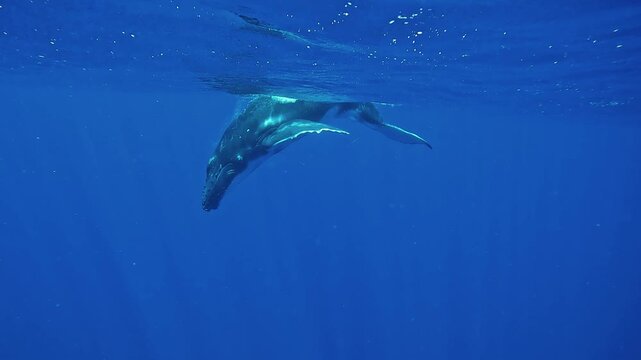 A young humpback whale calf - Megaptera novaeangliae - plays at the surface before joining its mother and a male as whale songs echo underwater.
