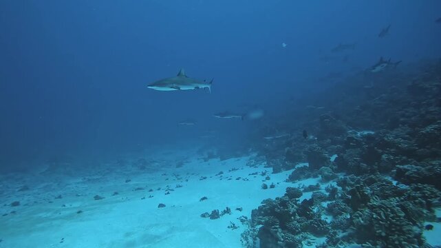 Wide shot of a grey reef shark - Carcharhinus amblyrhynchos - swimming above the sandy area of Fakarava pass called the Ski Slope.
