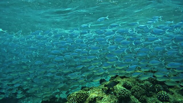 Large school of fusiliers - Caesio spp. - swimming above a tropical coral reef near the surface in clear blue water.