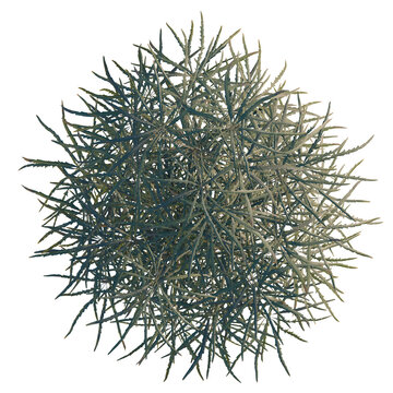 Dizygotheca elegantissima tree plan, top view, cutout, transparent background, isolate, Detailed close-up of a vibrant green cactus with intricate details and textures.