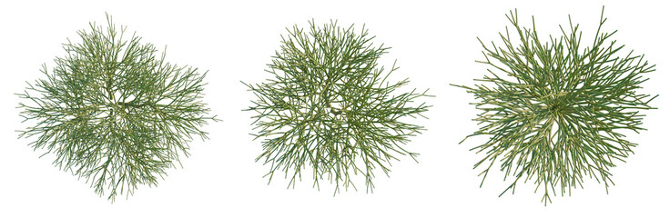 Euphorbia tirucalli tree plan, top view, cutout, transparent background, isolate, Lush green fern leaves texture, detailed macro close-up, nature background, vibrant foliage pattern © DH Tree Stock