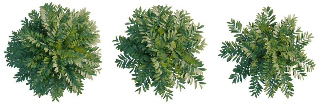 Zamia furfuracea tree plan, top view, cutout, transparent background, isolate, Lush Green Fern Branch with Detailed Texture, Perfect for Natural Design Elements and Botanical Illustrations