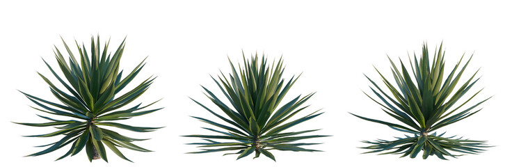 Fototapeta premium Agave sisalana tree, elevation, front view, cutout, transparent background, isolate, Detailed Close-Up of a Yucca Plant with Sharp, Pointed Leaves and Natural Texture