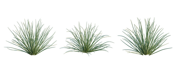 Allium mongolicum tree, elevation, front view, cutout, transparent background, isolate, Close-up of a lush green grass texture, detailed and high-resolution, nature background © DH Tree Stock