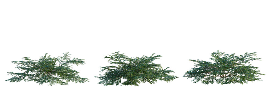 Cotoneaster horizontalis tree, elevation, front view, cutout, transparent background, isolate, Detailed green leaves texture close-up, perfect for backgrounds or nature-themed design elements.