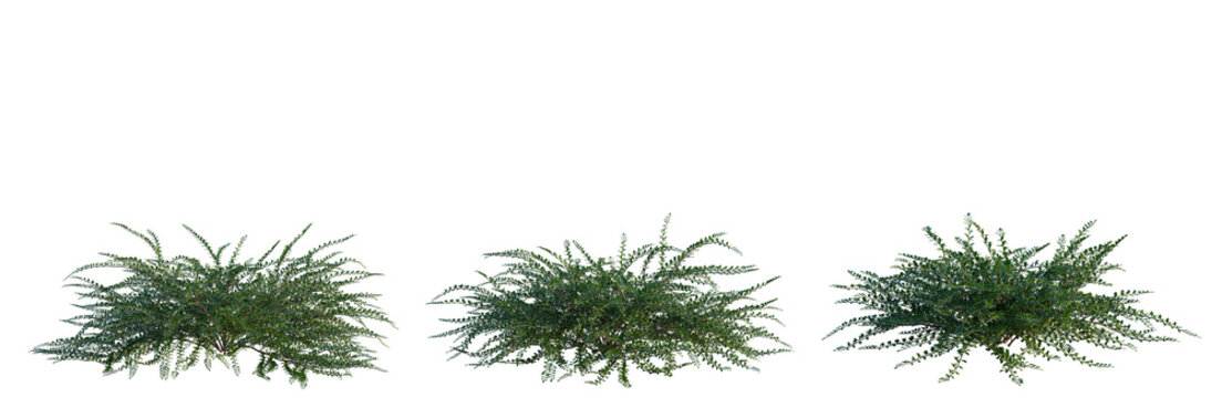 Cotoneaster horizontalis tree, elevation, front view, cutout, transparent background, isolate, Detailed close-up of lush green fern foliage, showcasing natural texture and intricate leaf patterns.