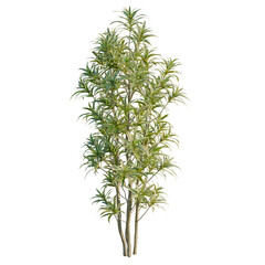 Fototapeta premium Dracaena reflexa tree, elevation, front view, cutout, transparent background, isolate, Elegant Variegated Lilyturf Plant, Ornamental Grass, Lush Foliage, Garden Beauty, Botanical Detail