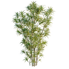 Fototapeta premium Dracaena reflexa tree, elevation, front view, cutout, transparent background, isolate, Close-up of a lush green bamboo grove, a serene natural scene perfect for background use.