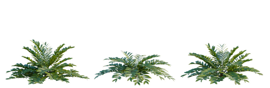 Zamia furfuracea tree, elevation, front view, cutout, transparent background, isolate, Dense Green Foliage, Lush Plant Texture, Detailed Leaves, Nature Background, Serene Botanical Scene