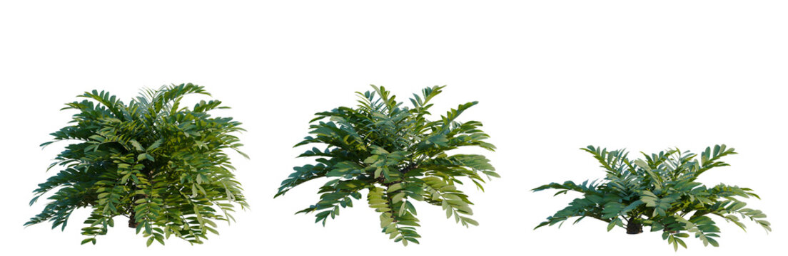 Zamia furfuracea tree, elevation, front view, cutout, transparent background, isolate, Detailed fern plant with intricate leaf structure, perfect for botanical designs and nature themes.