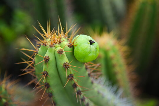 Cactus called Mandacaru (Cereus jamacaru), a species native to South America, mainly in Brazil. The rounded green structure attached to the stem is its fruit in the growth phase.