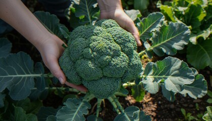 A close-up shot of a person harvesting a fresh, vibrant green head of broccoli directly from the garden soil. © dang