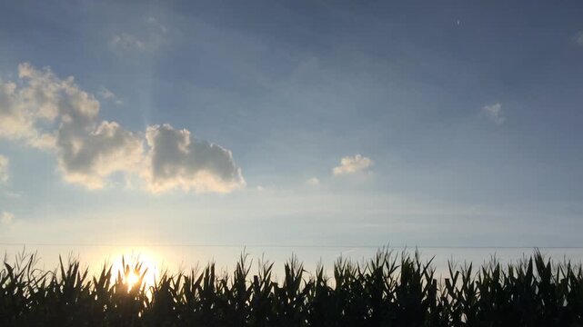 Sun going down with corn field and blue sky
