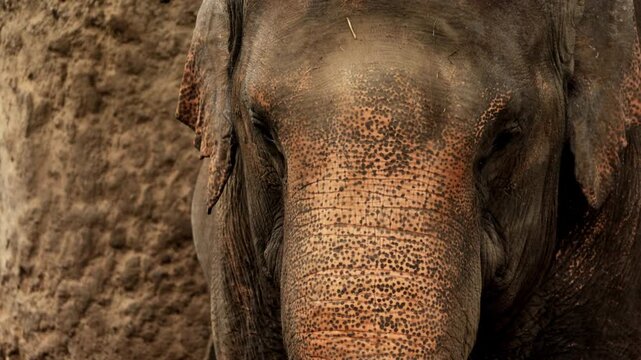 Closeup cute small elephant, epic portrait baby calf in forest. herd family of African elephants grazing on grasslands of South Africa, revealing scale difference and growth from calf to bull