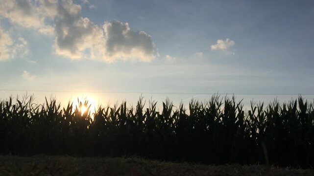 Cloud moving across sky over corn field
