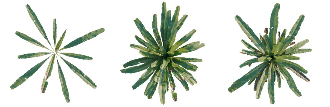 Asplenium nidus tree plan, top view, cutout, transparent background, isolate, Close-up of a lush green fern plant, detailed foliage, nature's beauty, vibrant color, botanical