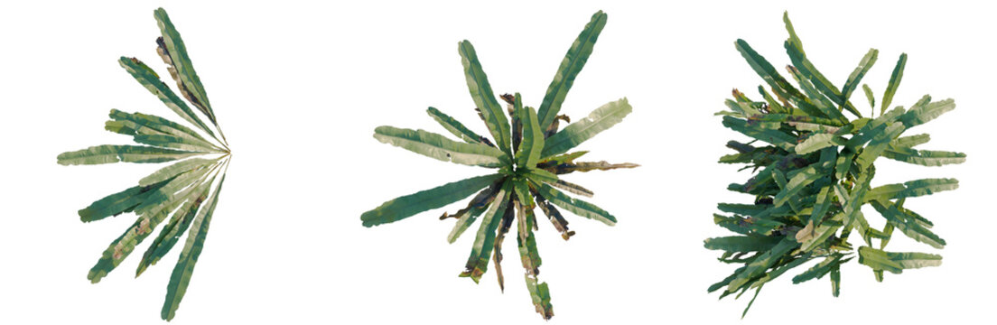 Asplenium nidus tree plan, top view, cutout, transparent background, isolate, Detailed close-up of a lush green plant leaf with intricate vein patterns, perfect for botanical study