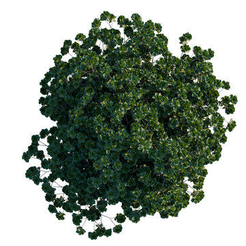 Ficus lyrata tree plan, top view, cutout, transparent background, isolate, Detailed Green Leaves Texture, Seamless Pattern for Backgrounds and Design Elements